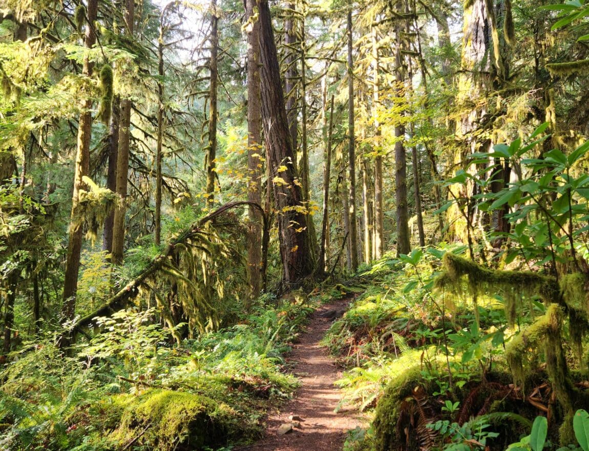 The 7 Best Hikes around Eugene, Oregon - Territory Supply