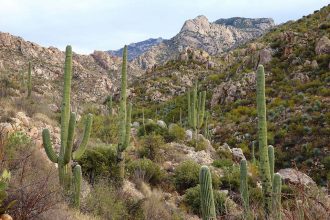 5 Best Camping Spots Near Tucson, Arizona