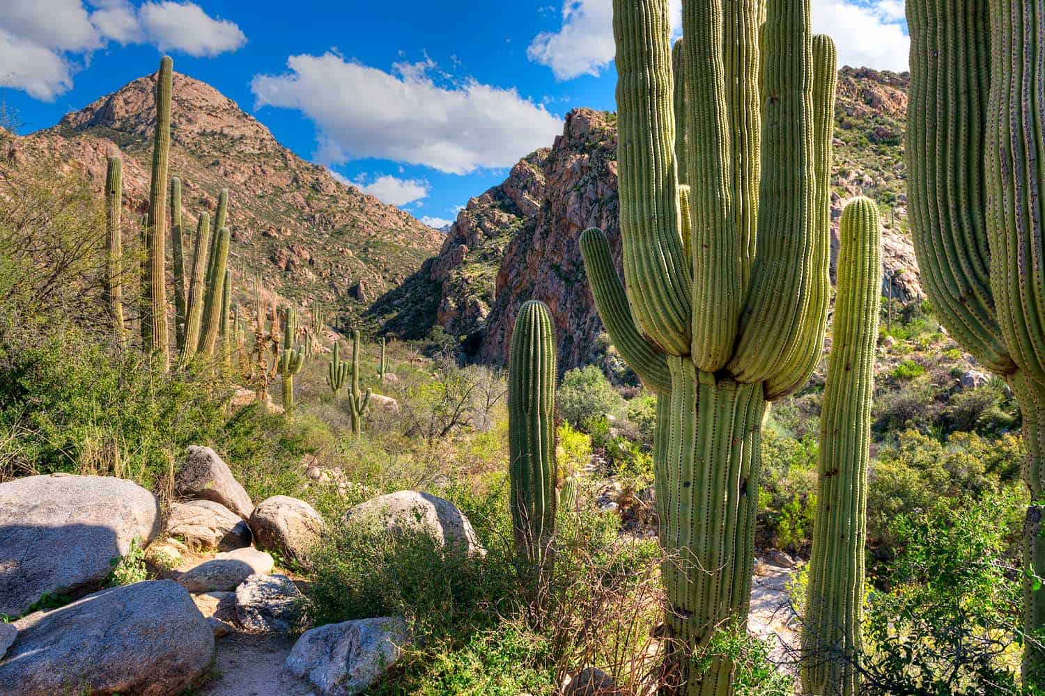 6 of the Best Hikes Near Tucson, Arizona Territory Supply