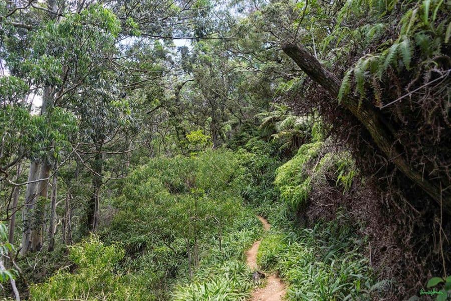 The 12 Most Scenic Hikes on Oahu, Hawaii - Territory Supply