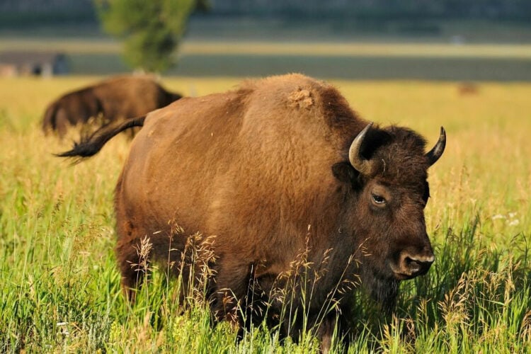 How To Spend One Epic Day in Grand Teton National Park - Territory Supply