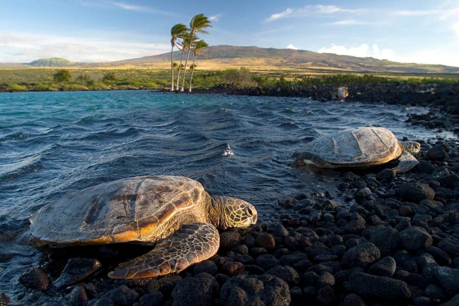 14 Life-Changing Hikes on Hawaii's Big Island - Territory Supply