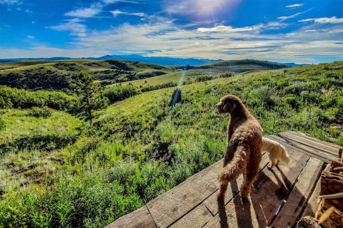 The 9 Best Dog Friendly Colorado Cabin Rentals Territory Supply   Dog Friendly Cabins Colorado 1150x767 