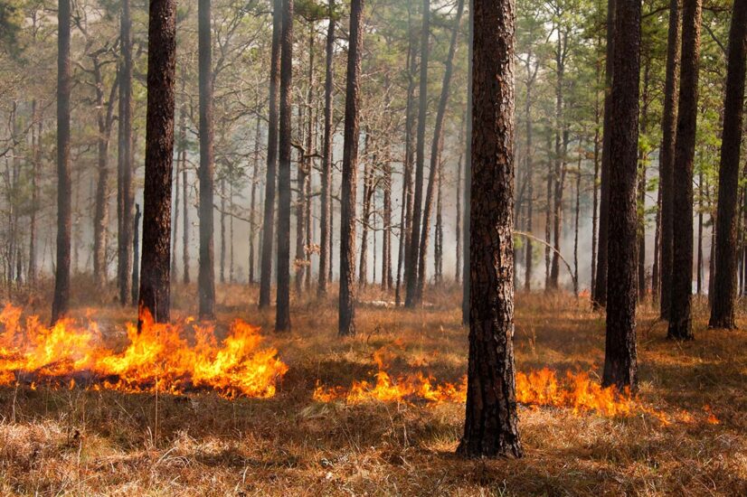 5 Things You Might Not Know About Wildfires - Territory Supply