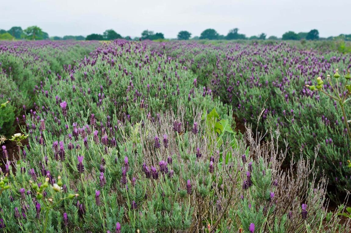 9 Best Texas Lavender Farms For Getting Your Fragrance Fix