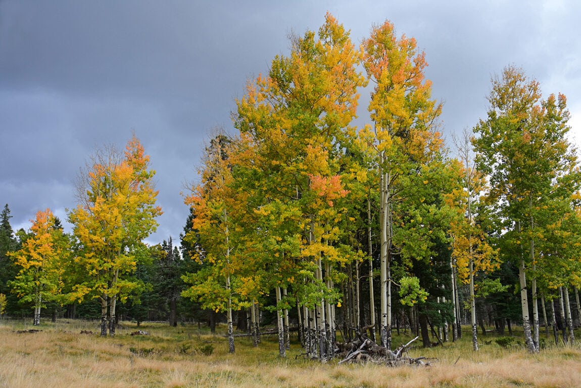 12 Best Spots to See the Fall Colors in New Mexico Territory Supply