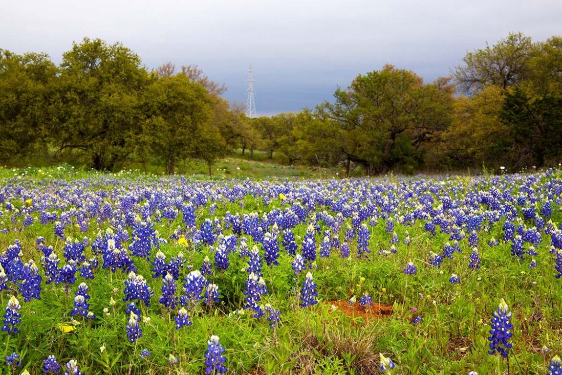 The 11 Best Places to See Bluebonnets in Texas - Territory Supply