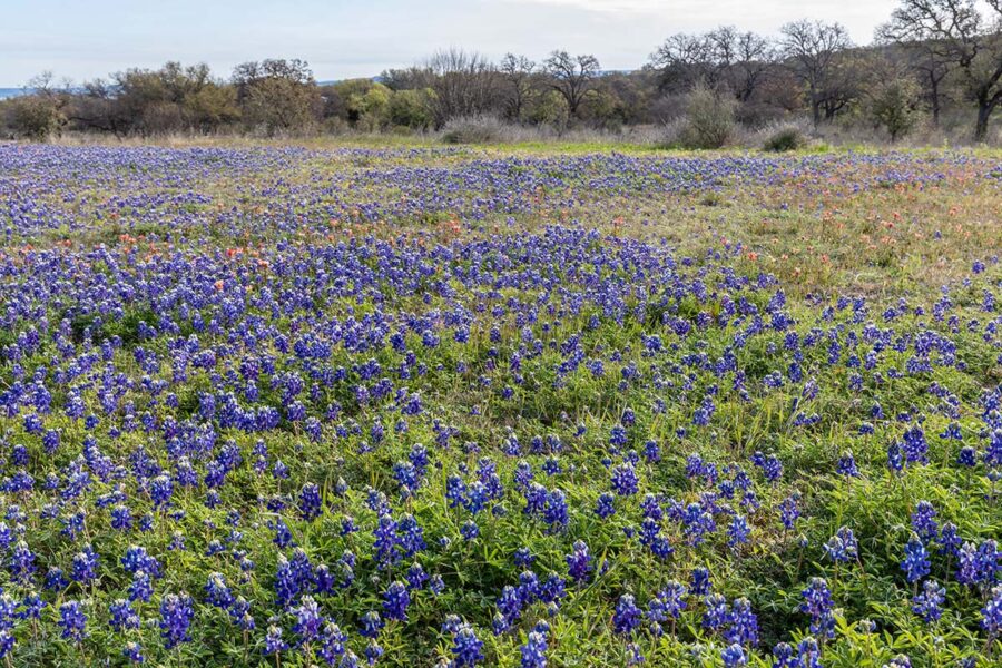 The 11 Best Places To See Bluebonnets In Texas - Territory Supply