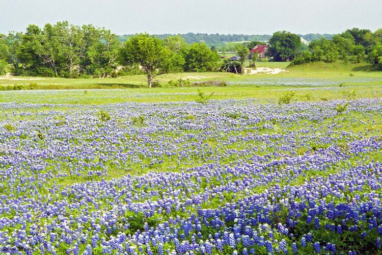 The 11 Best Places To See Bluebonnets In Texas - Territory Supply