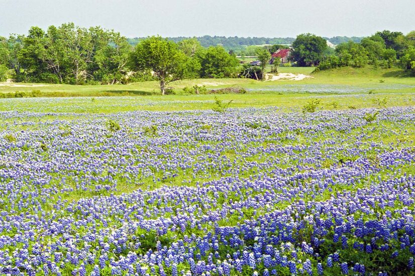 The 11 Best Places to See Bluebonnets in Texas - Territory Supply