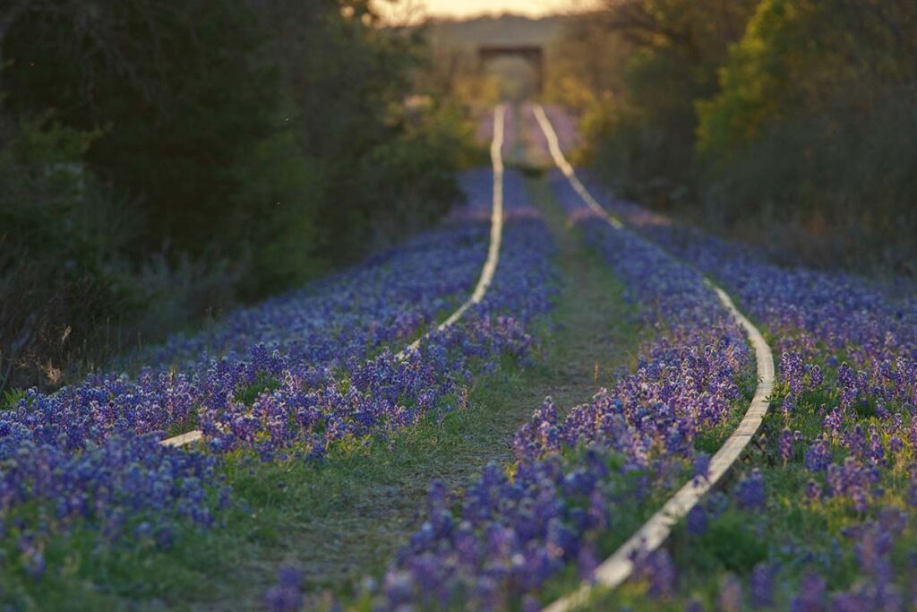 The 11 Best Places To See Bluebonnets In Texas - Territory Supply