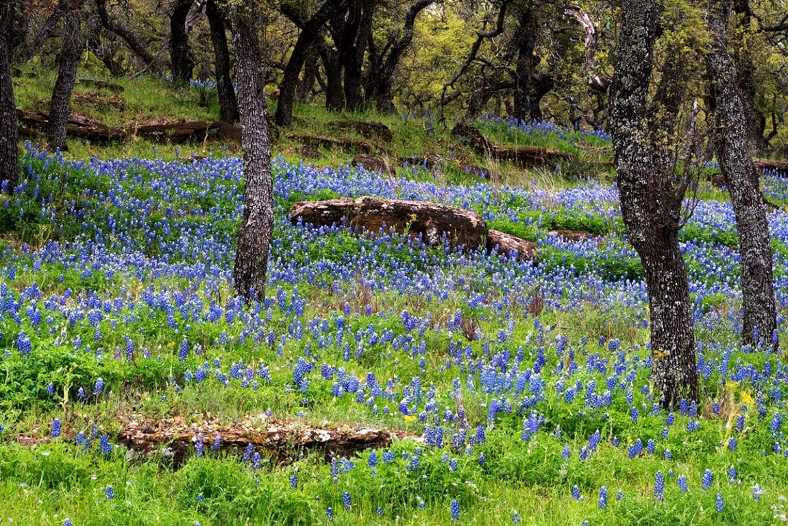 The 11 Best Places To See Bluebonnets In Texas - Territory Supply