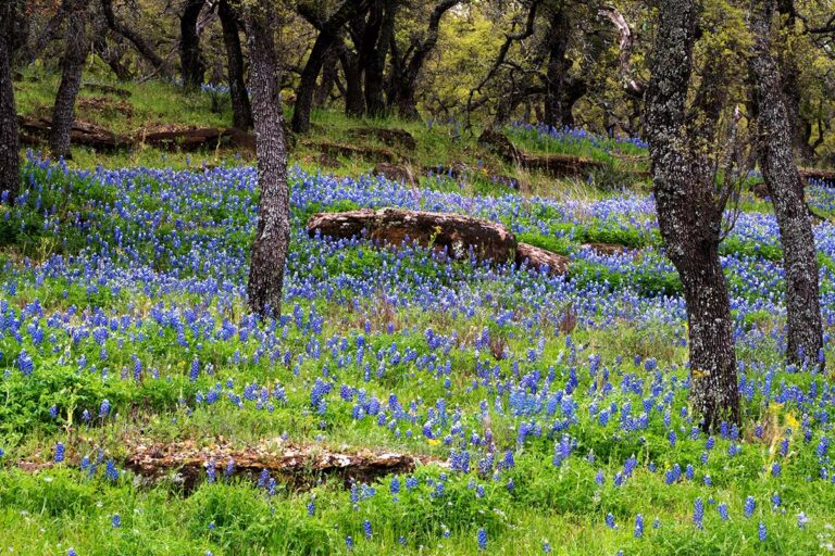 The 11 Best Places To See Bluebonnets In Texas Territory Supply   Texas Bluebonnets Marble Falls 768x512 