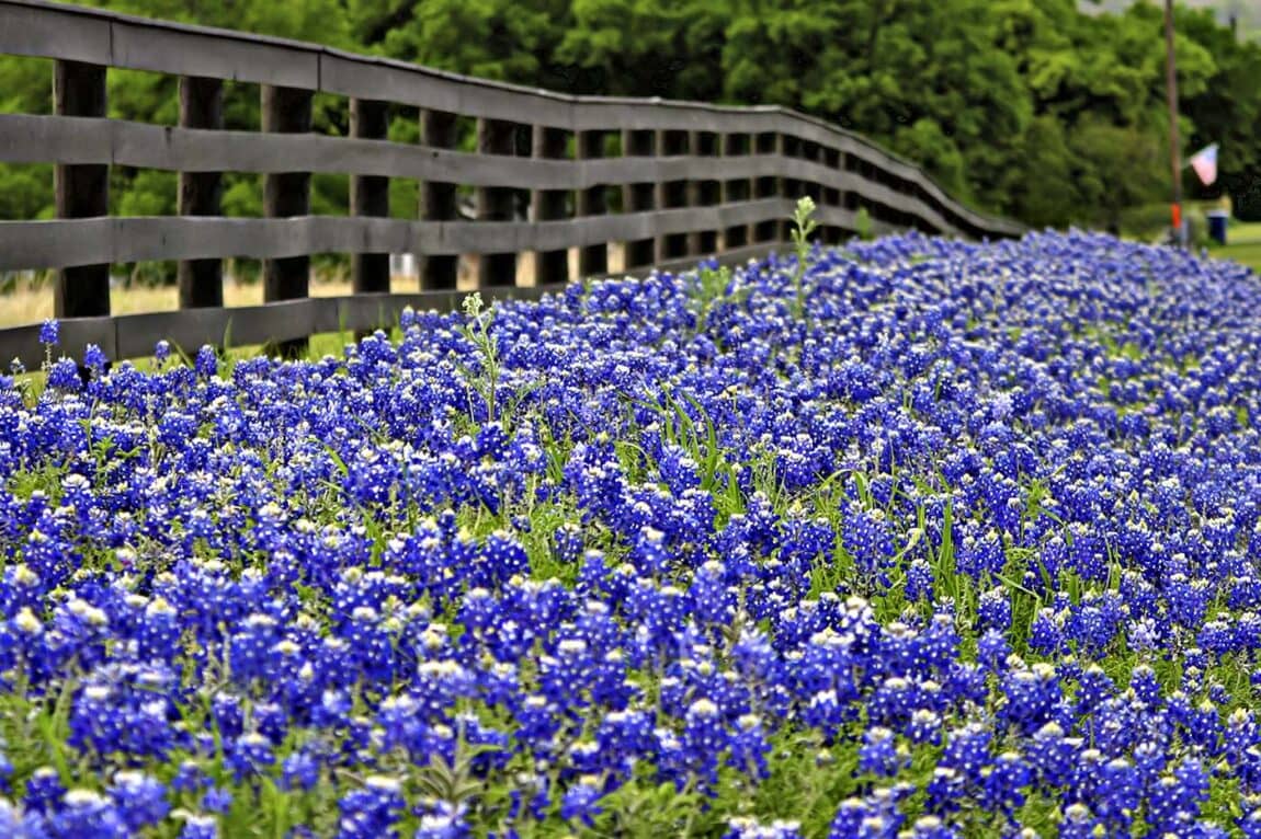 The 11 Best Places To See Bluebonnets In Texas - Territory Supply