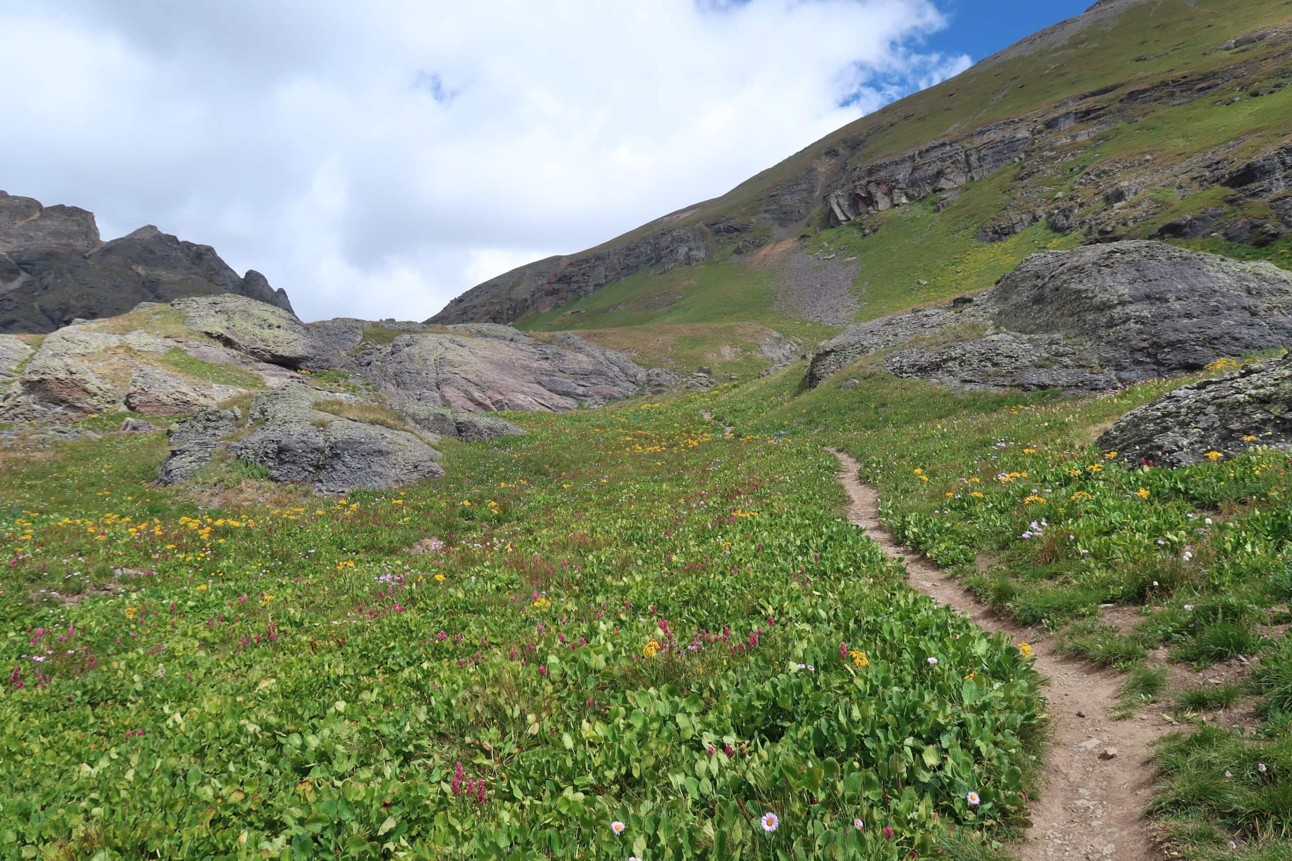 Wildflowers on trail