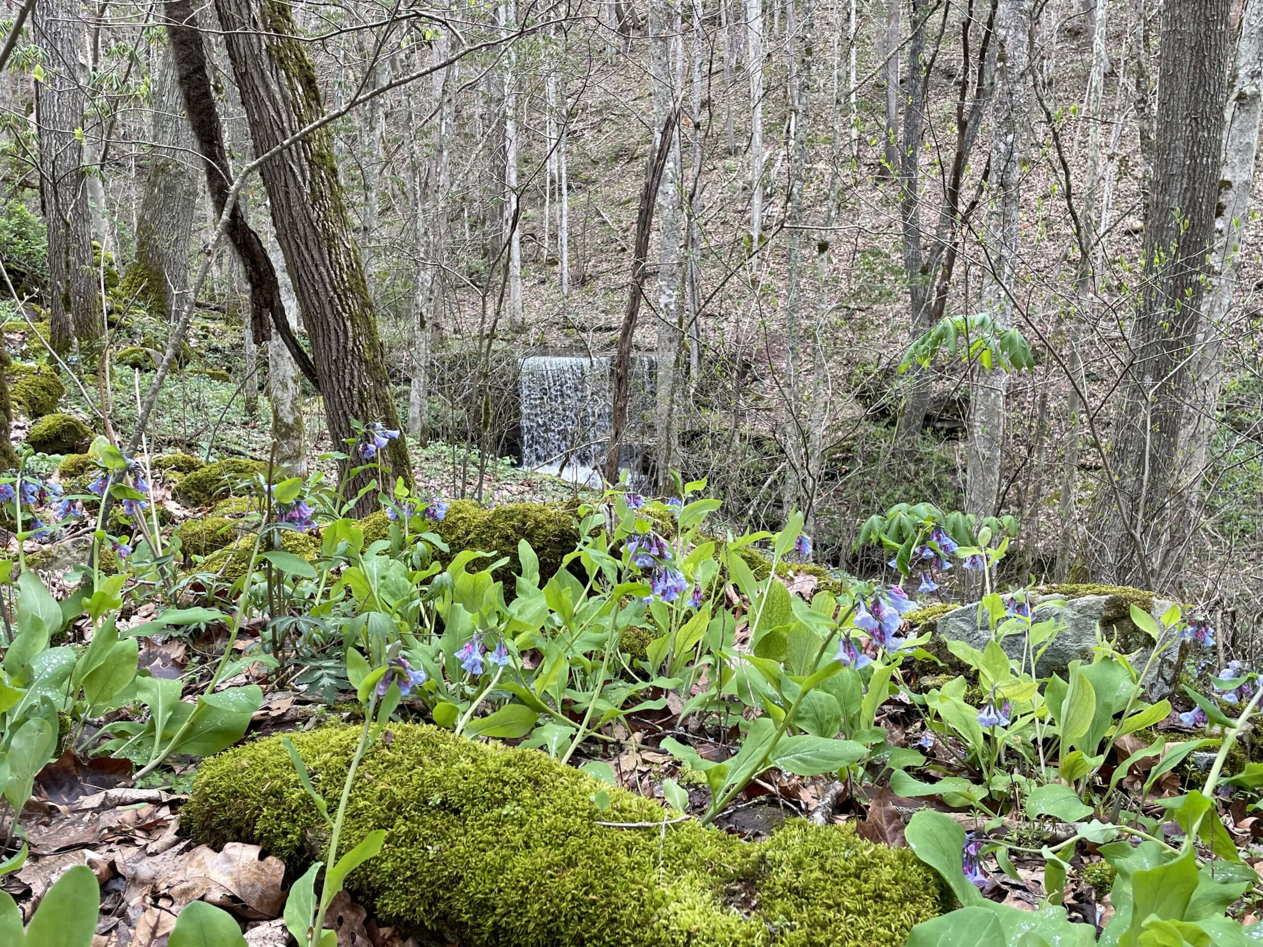 Wildflowers along big branch falls trail