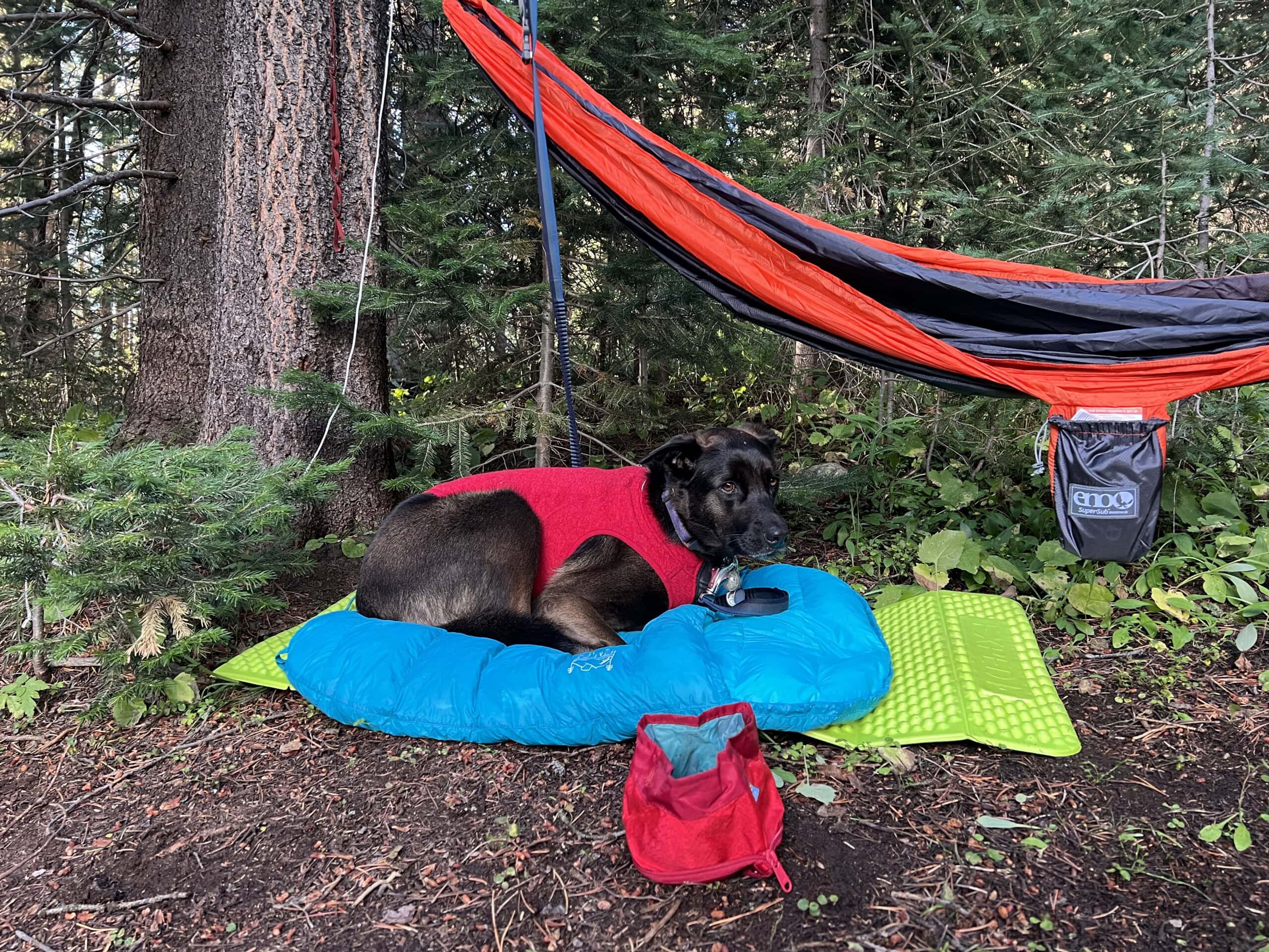 Dog laying on dog pad and sleeping bag at camp