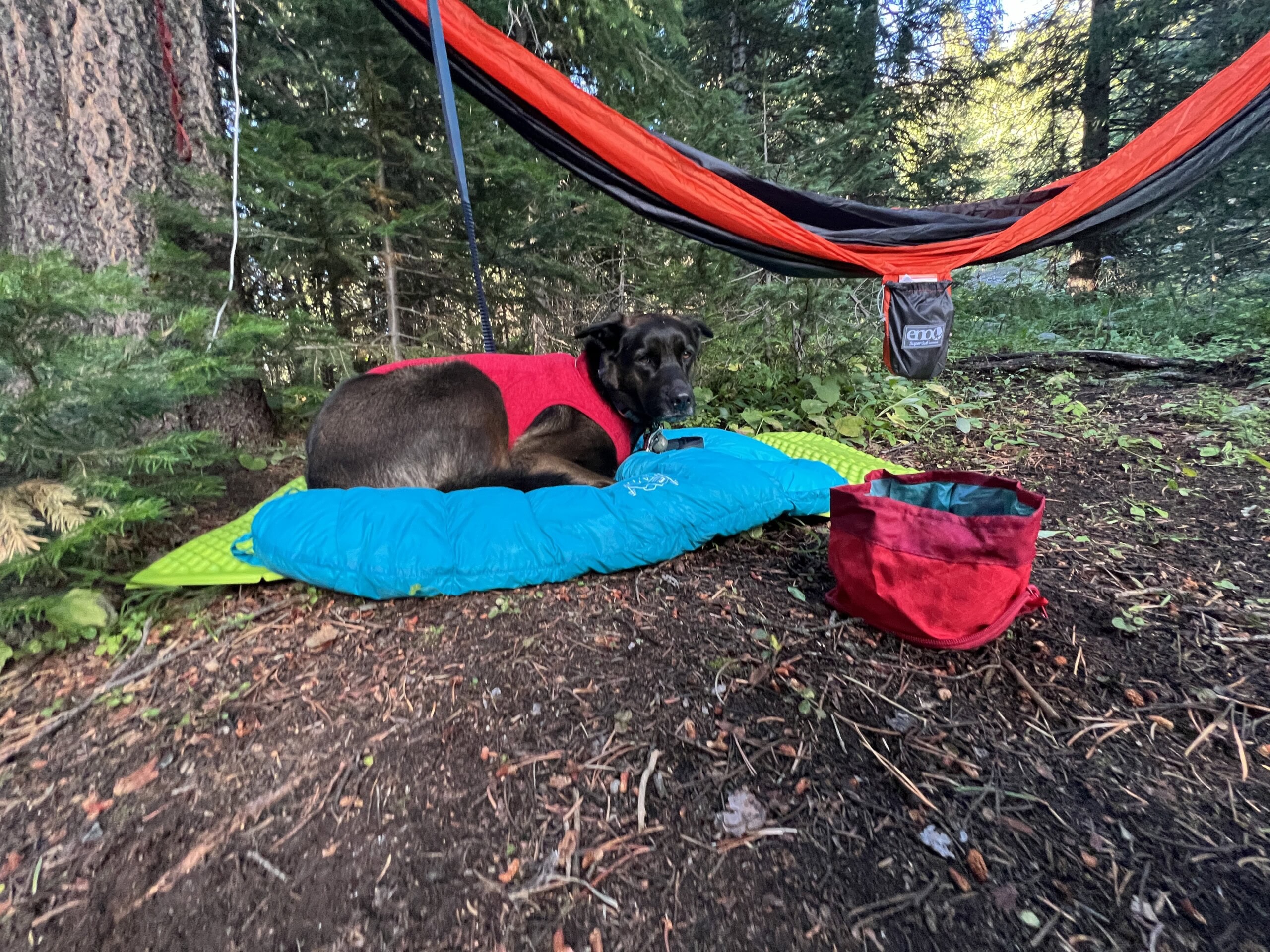 Dog sitting on sleeping bag and pad at camp