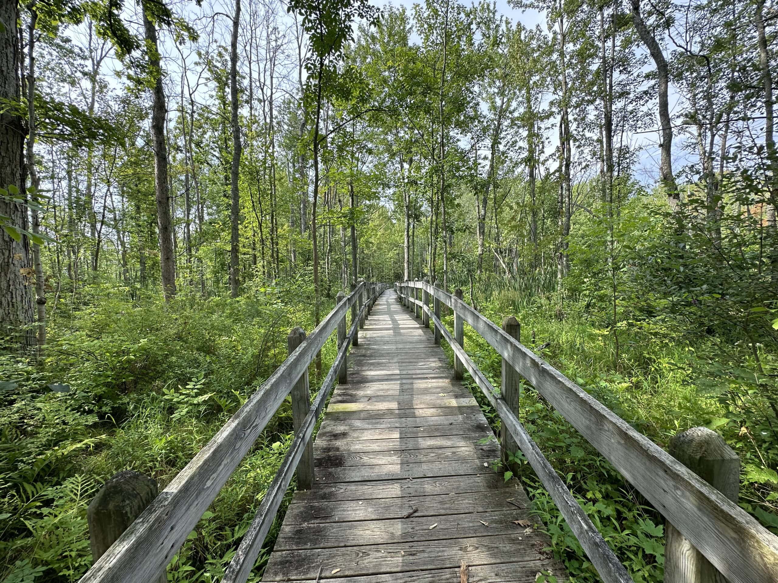 Boardwalk along a trail