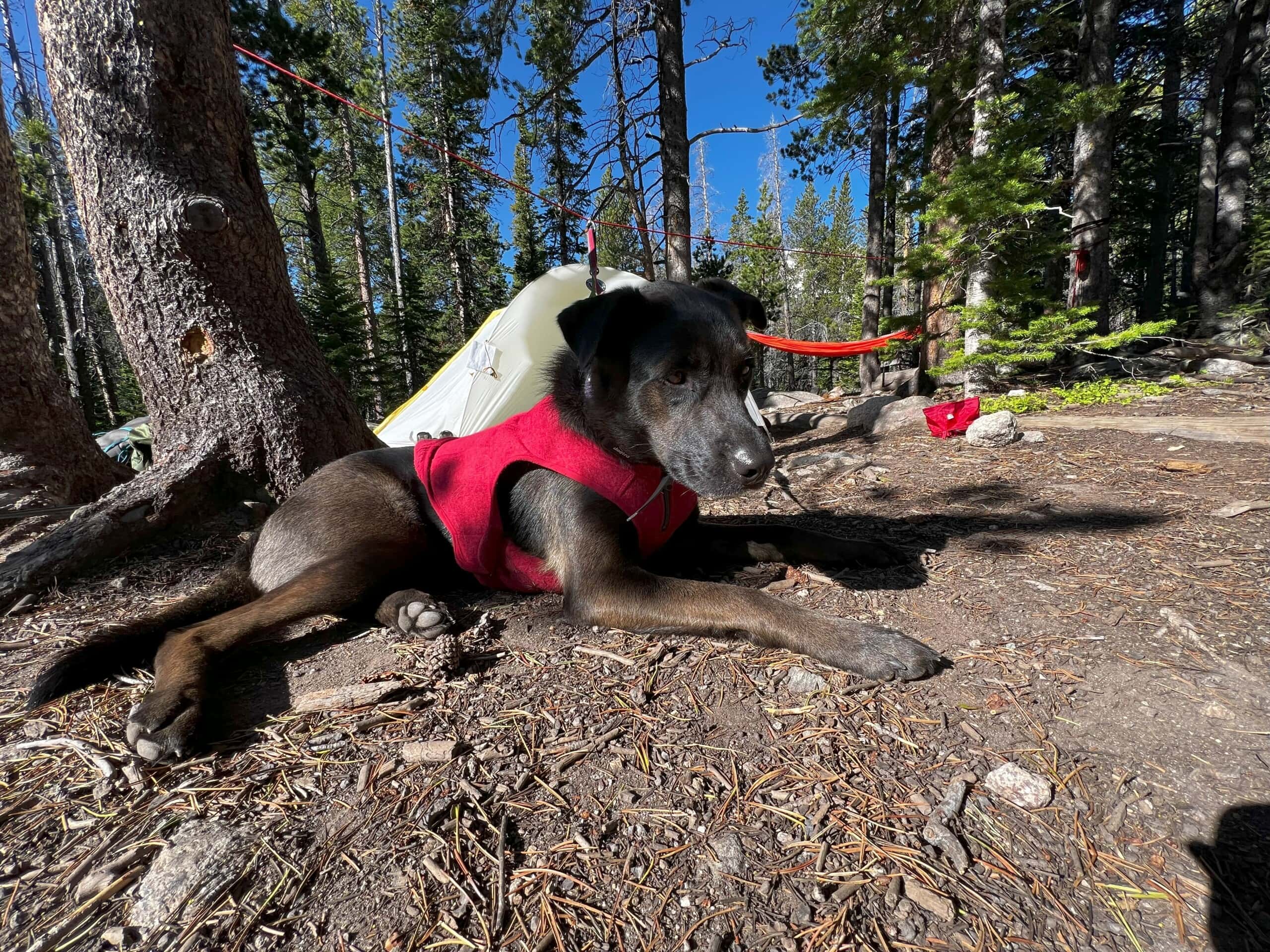 Dog at camp in red sweater