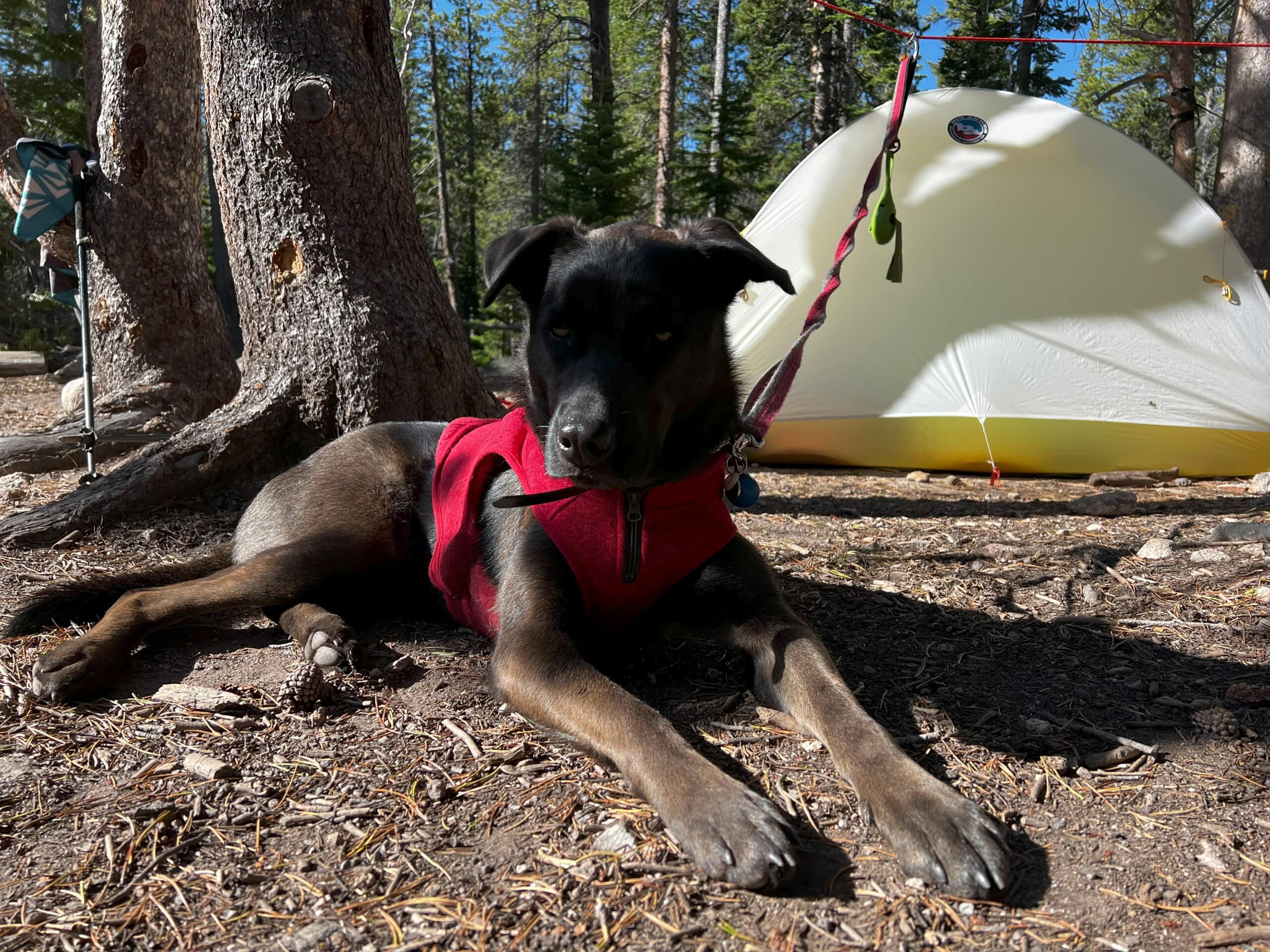 Dog tethered to a line at camp