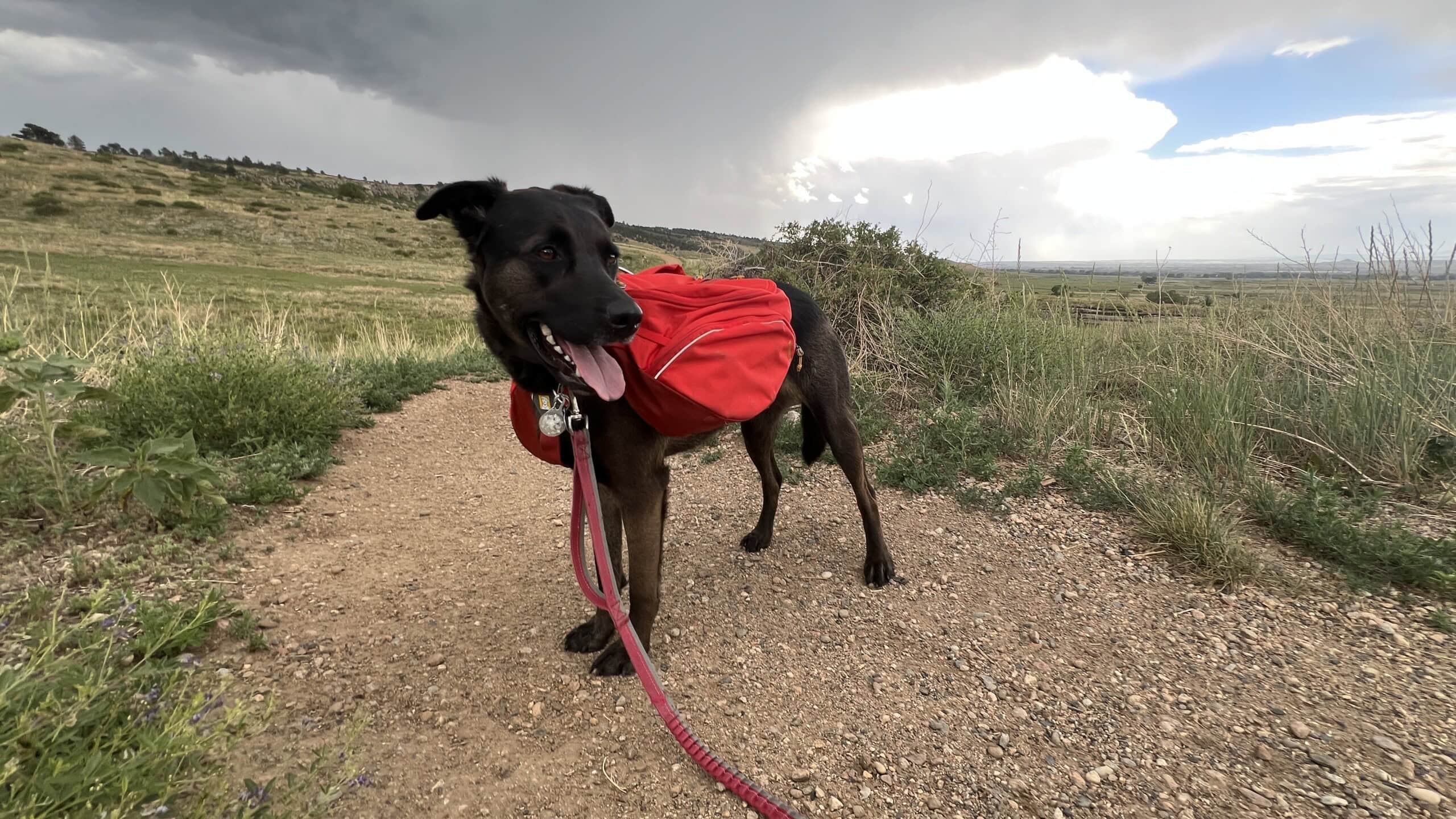 A dog with a red pack on a trail