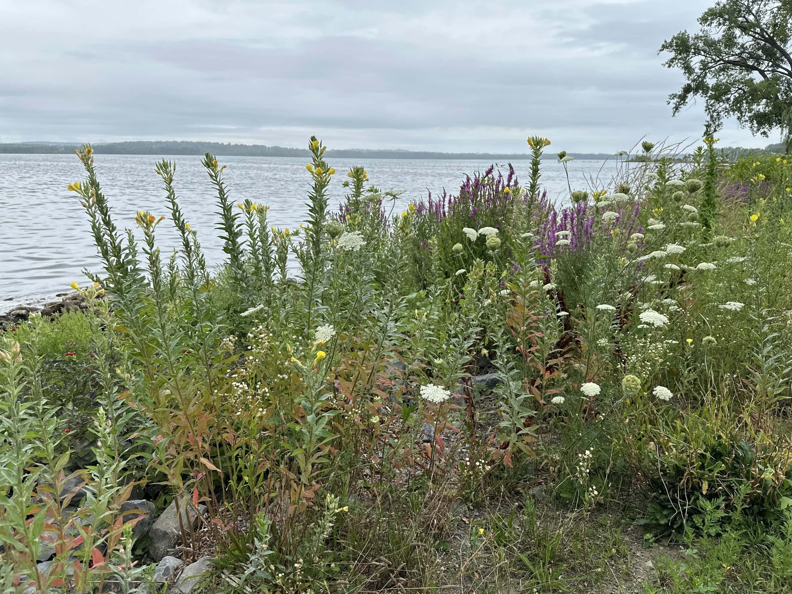 Wildflowers on edge of Onondaga Lake