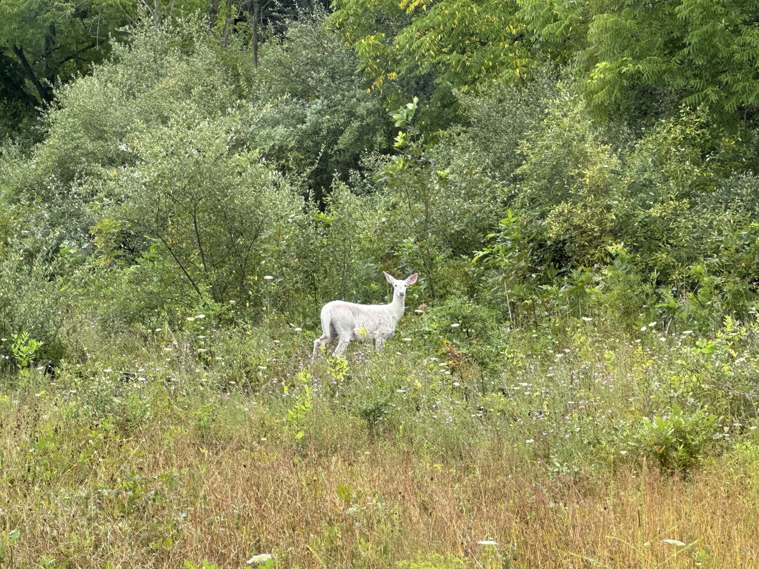 white deer in field